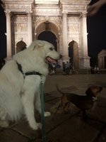 Arco della pace  dog sitter milano